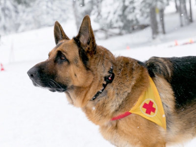 Rescue Dogs from All Over Bulgaria Are Now Equipped with Tracking Devices